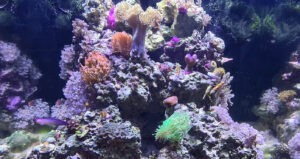 Algenphase im Meerwasseraquarium: Was normal ist und wann man handeln sollte