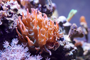 Blasenanemone im Meerwasseraquarium: Haltung, Standort und Pflege
