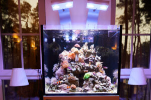 Was kosten ein Meerwasseraquarium