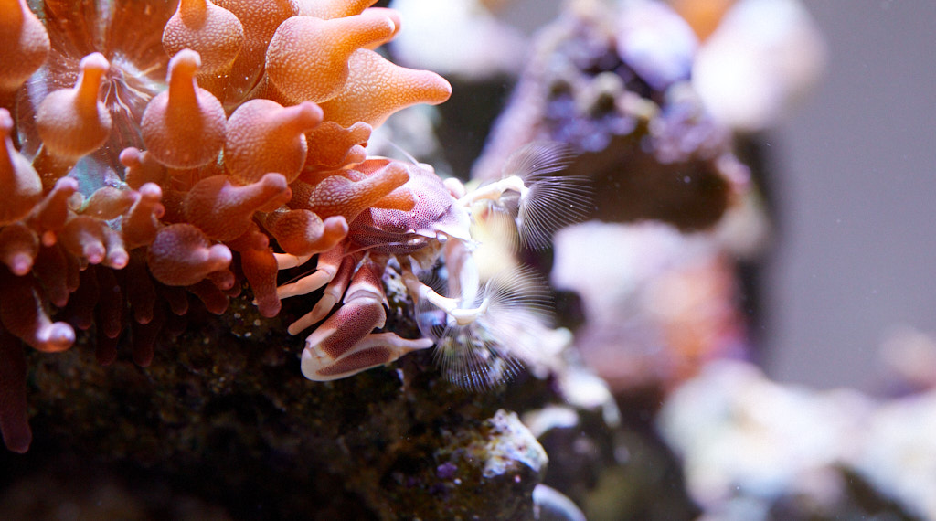 Fleckentupfen-Porzellankrebs, Anemonen-Porzellankrebs (Neopetrolisthes maculatus)