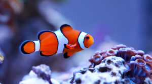 Wasserwerte im Meerwasseraquarium: Welche Werte wirklich wichtig sind
