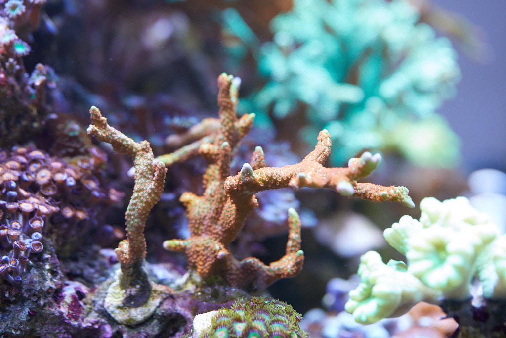 Montipora Forest Fire