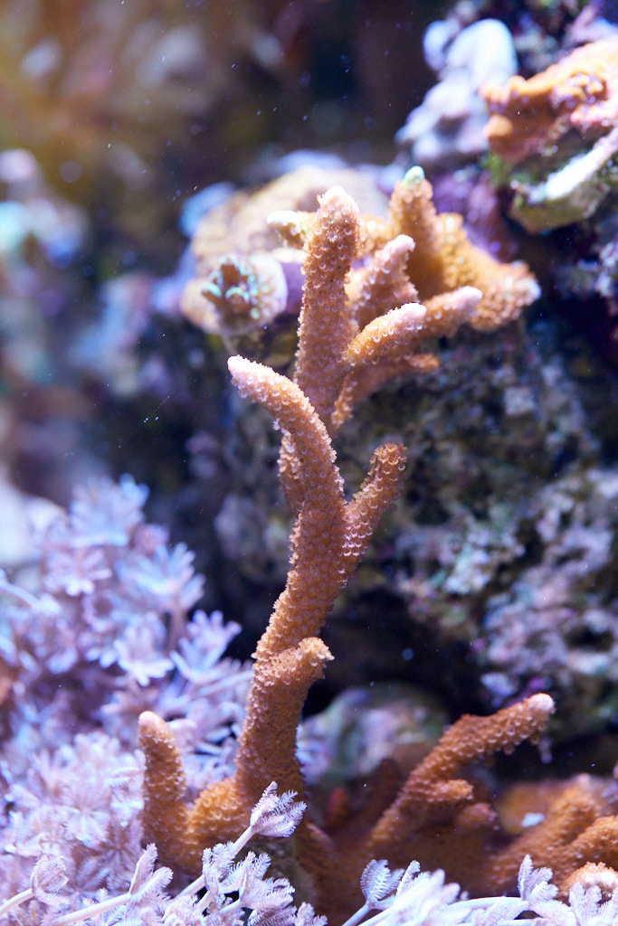 Montipora digitata rot