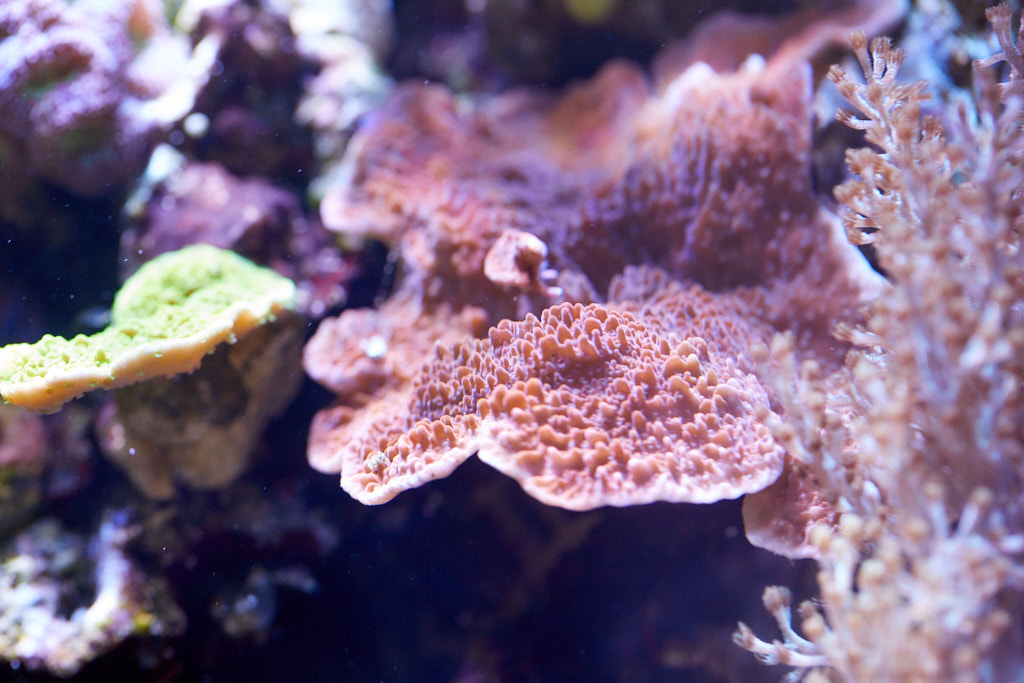 Montipora digitata rot